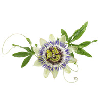 Passion Flower