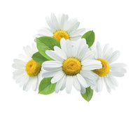 Chamomile